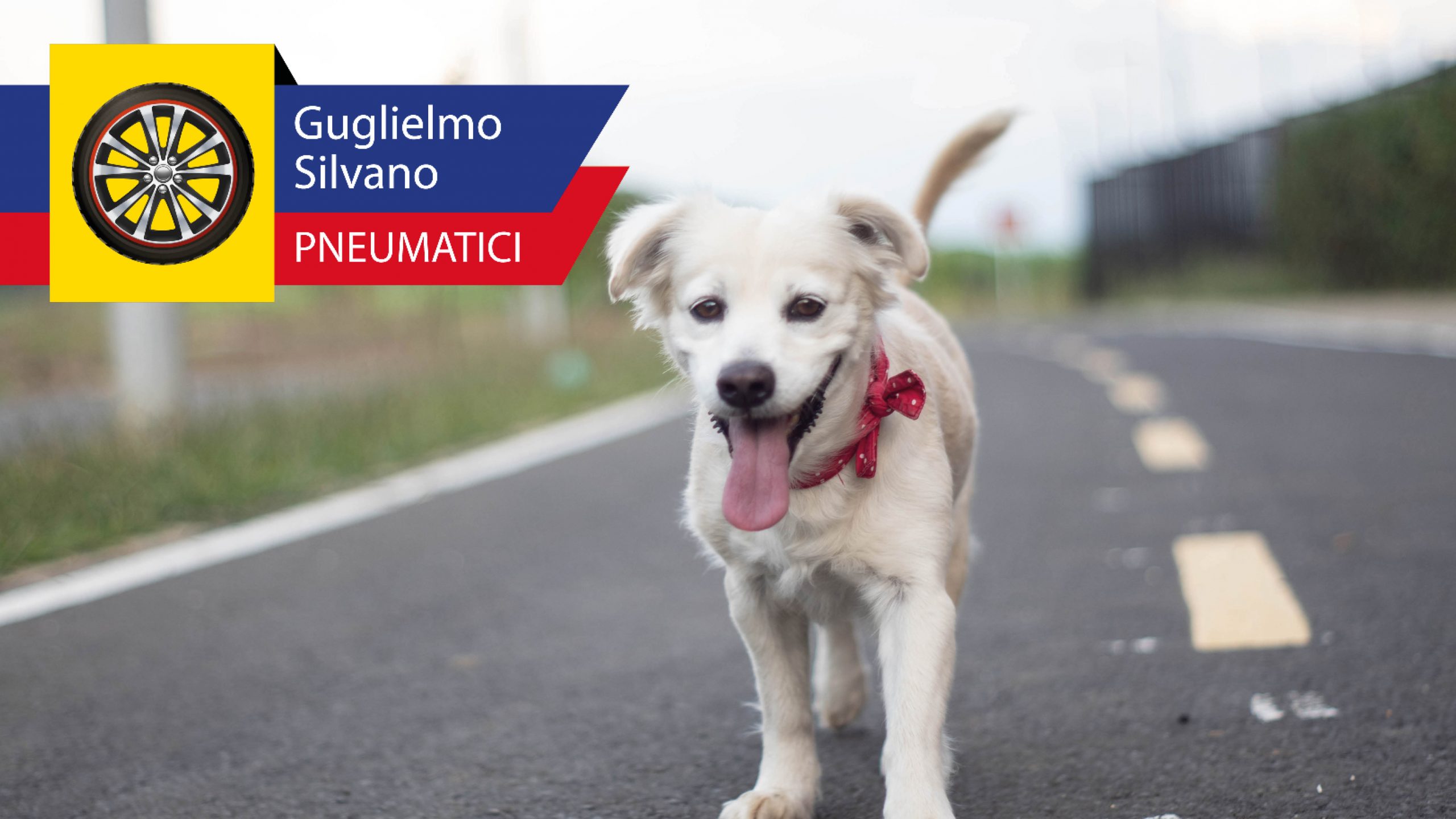 cane_abbandonato mastro-blog